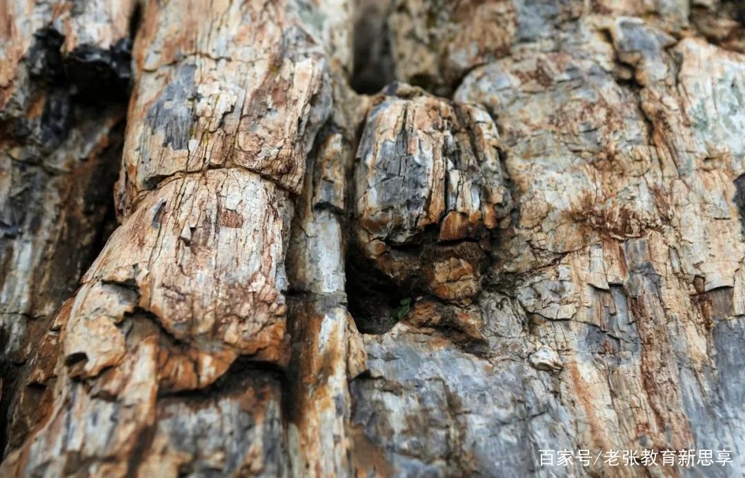 希腊发现2000万年前化石树,这一发现有何意义?
