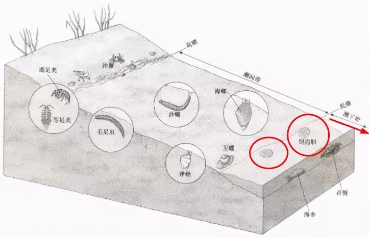 “沙币”居然是一种动物，谁能给科普一下？