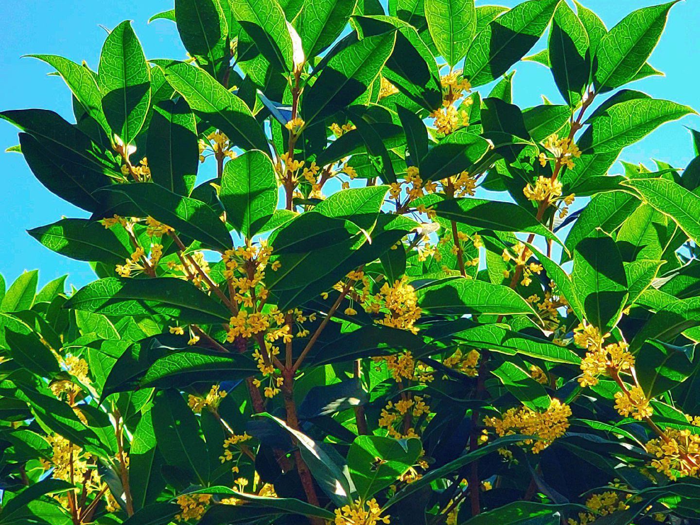 桂花树为什么不能栽在家里