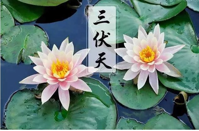 巽风答题三伏天一般在哪两个节气之间