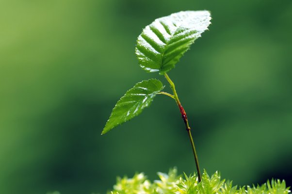 繁花嫩叶读音