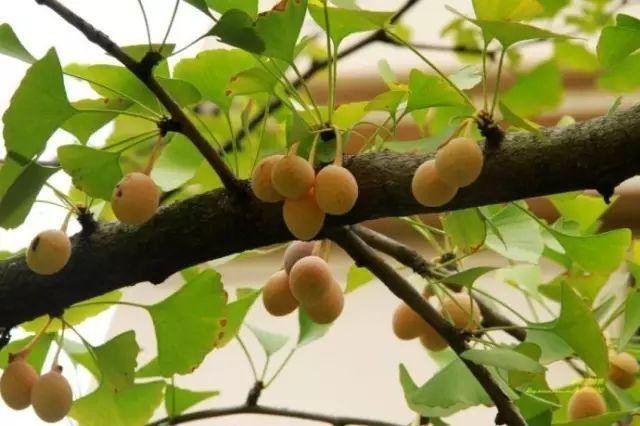 银杏属于什么种类水果