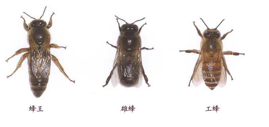 蜂巢是什么形状的？蜜蜂分为哪三种类型