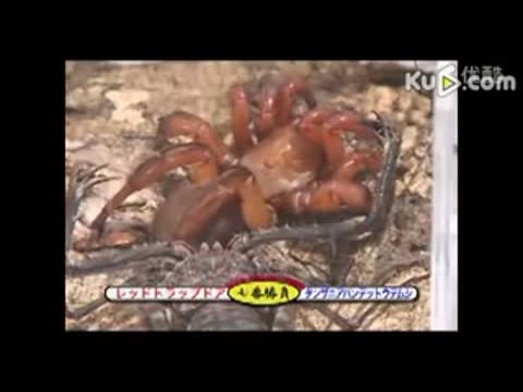 红活板门蛛的护 理