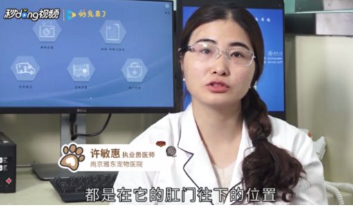 小狗狗生殖器怎么看啊?