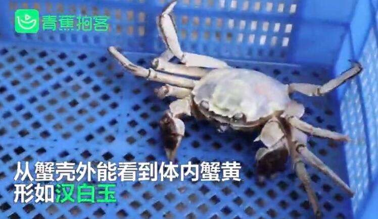 白色大闸蟹隔着壳能看到蟹黄，对此水产专家是如何解释的？