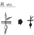 菽的读音