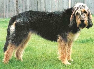 兰伯格獒犬的个性判断