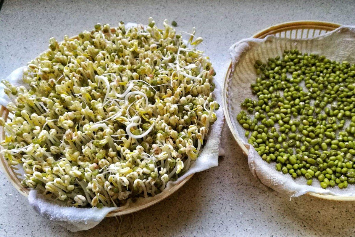 豆芽生长观察记录表怎么写