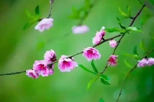 三月春光好，有哪些诗句？