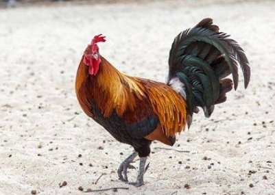 1945属鸡的今年多少岁