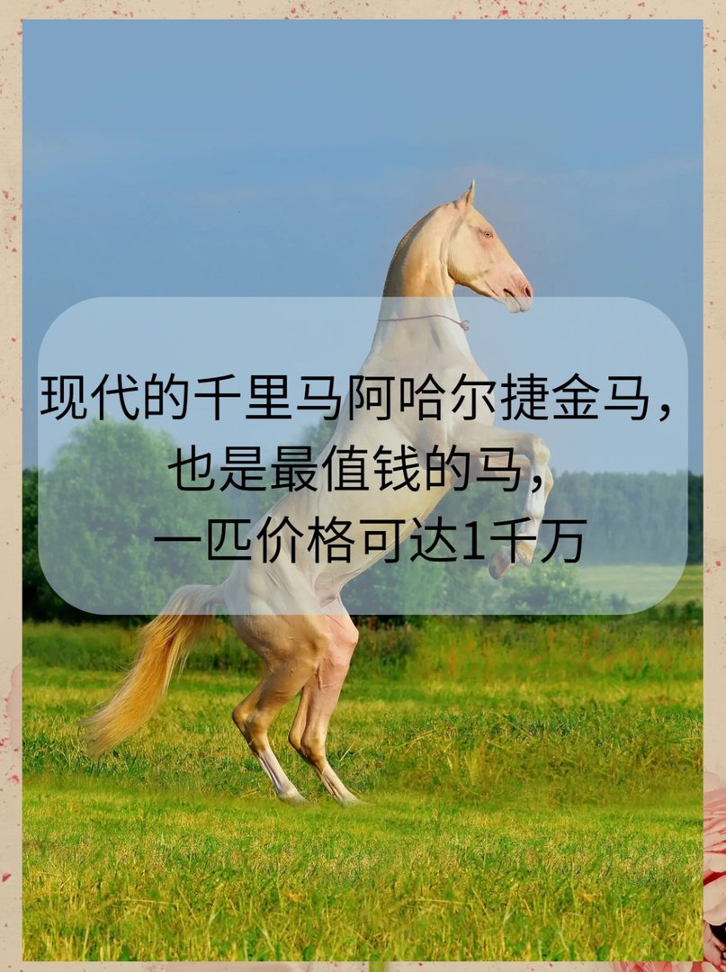 现代的千里马阿哈尔捷金马，是最值钱的马