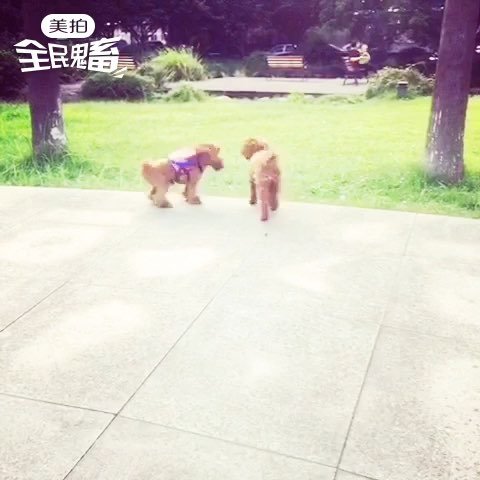 狗仔舞的介绍