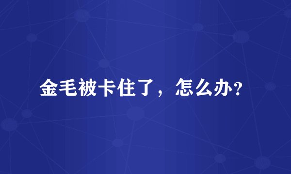 金毛被卡住了，怎么办？