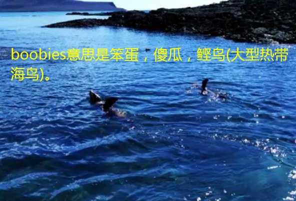 boobies啥意思