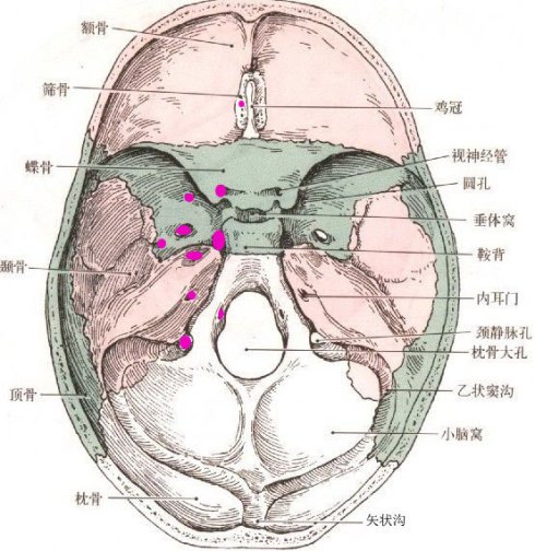 侵入脑神经的介绍