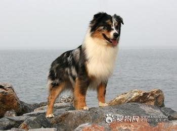 普京身边的大狗是什么品种？
