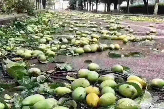 梦中情校啊!广西一大学结满水果学生随便吃,学校此举受到了怎样的称赞?