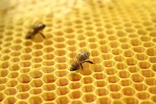 honeycomb是什么意思