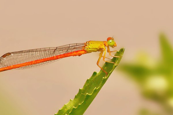 世界上最恐怖的虫子