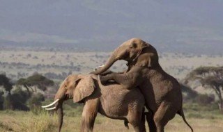 大象怎么繁殖后代 大象如何繁殖后代