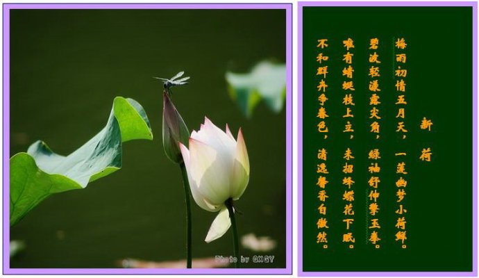 为荷的出处