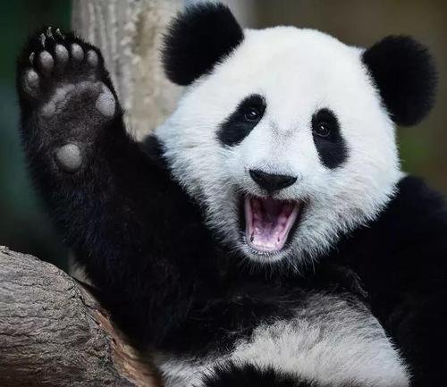 大熊猫前脚有几个手指?