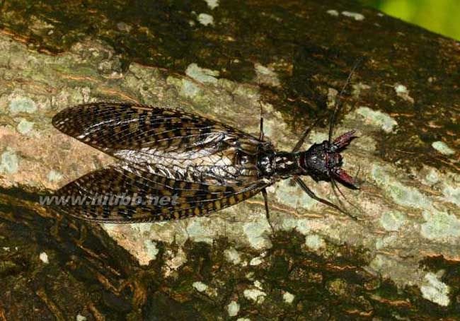 脉翅目的常见科介绍