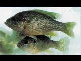 绿太阳鱼的形态特征