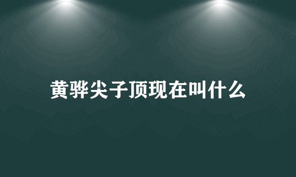 黄骅尖子顶现在叫什么
