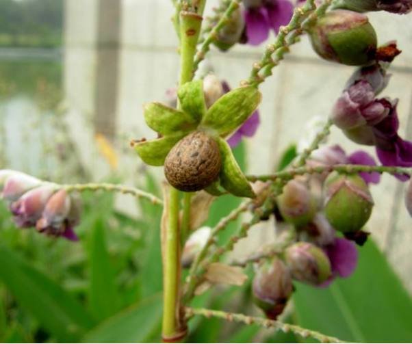 卡坦精是什么意思？