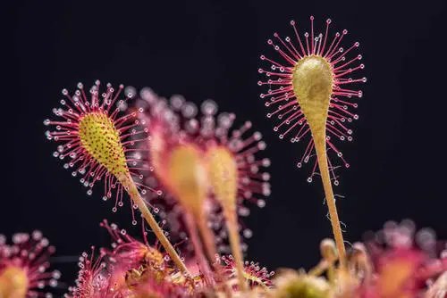 重庆发现的“吃虫”植物“胃口”有点大，这种植物是如何吃虫的？