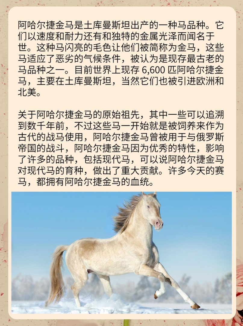 现代的千里马阿哈尔捷金马，是最值钱的马