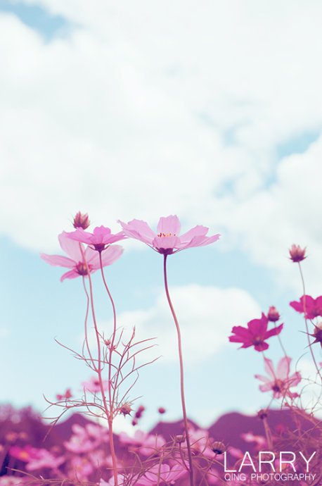 花间一梦的介绍