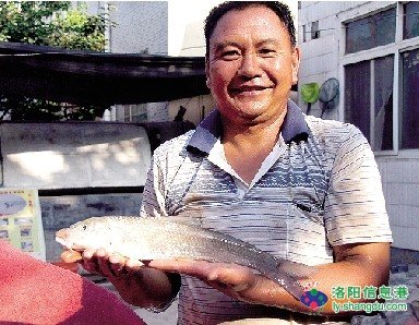 鲖鱼的历史简介