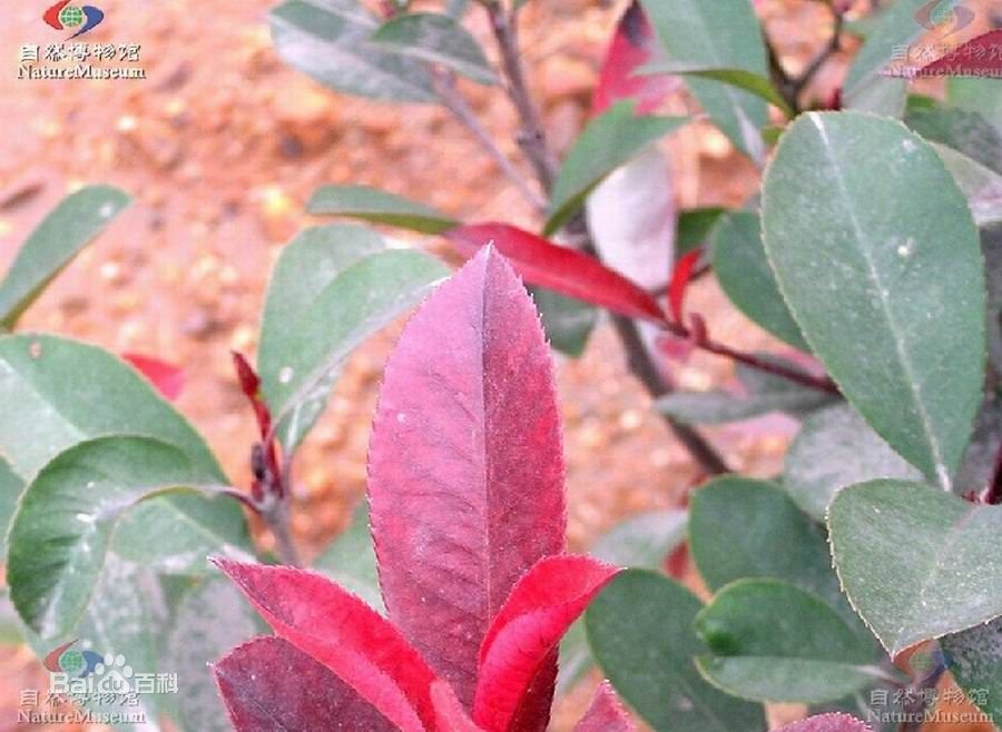 这是什么植物？