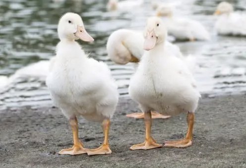 ducks英语怎么读