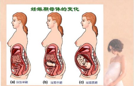 谁有超母体退化？