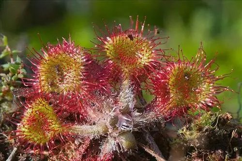 重庆发现的“吃虫”植物“胃口”有点大,这种植物是如何吃虫的?
