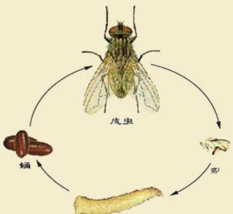 牛蝇是什么？