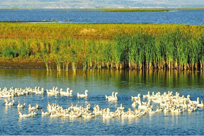 《呼兰河传》好词好句摘抄