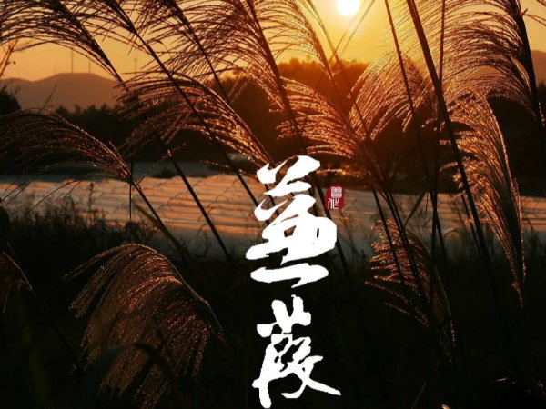 蒹葭苍苍白露为霜全诗及译文