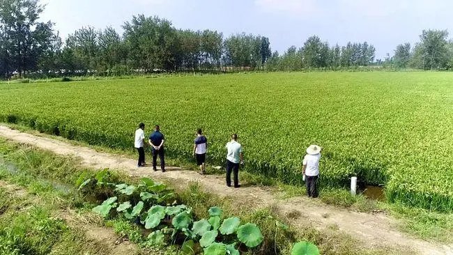 农民日报：全县静默，庄稼没法静默！该不该干扰农民下地打药？？