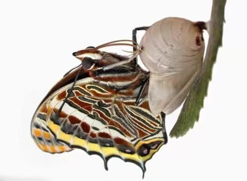 化茧成蝶的意思