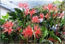 这是什么植物？