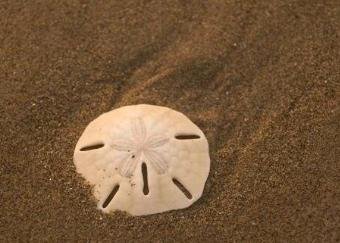 “沙币”居然是一种动物，谁能给科普一下？