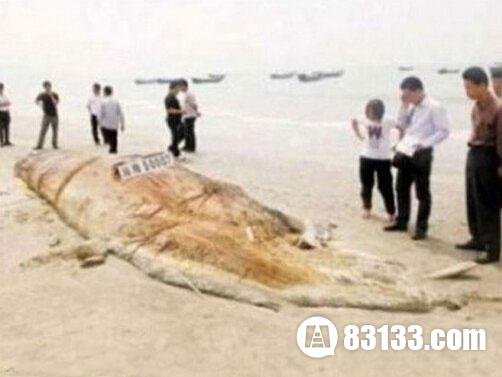 长毛鱼的解释