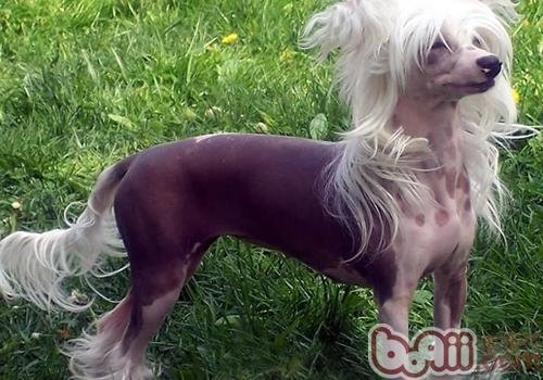 冠毛犬市场价多少钱？