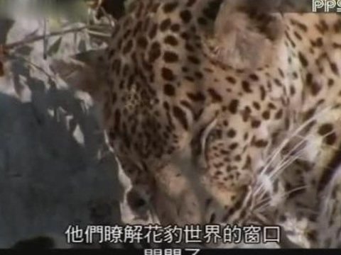 花豹女王的其他资料