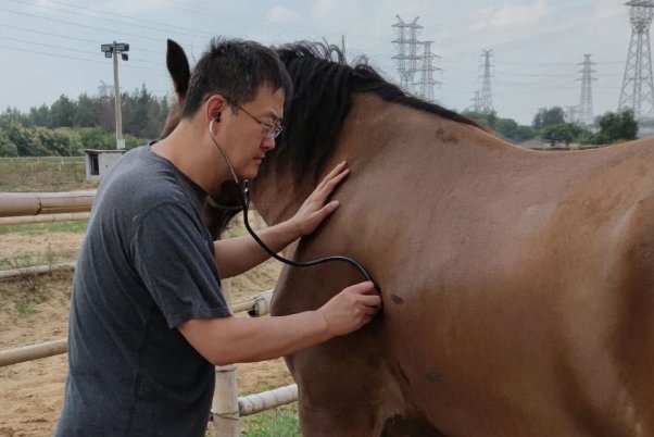 马医可以组什么词